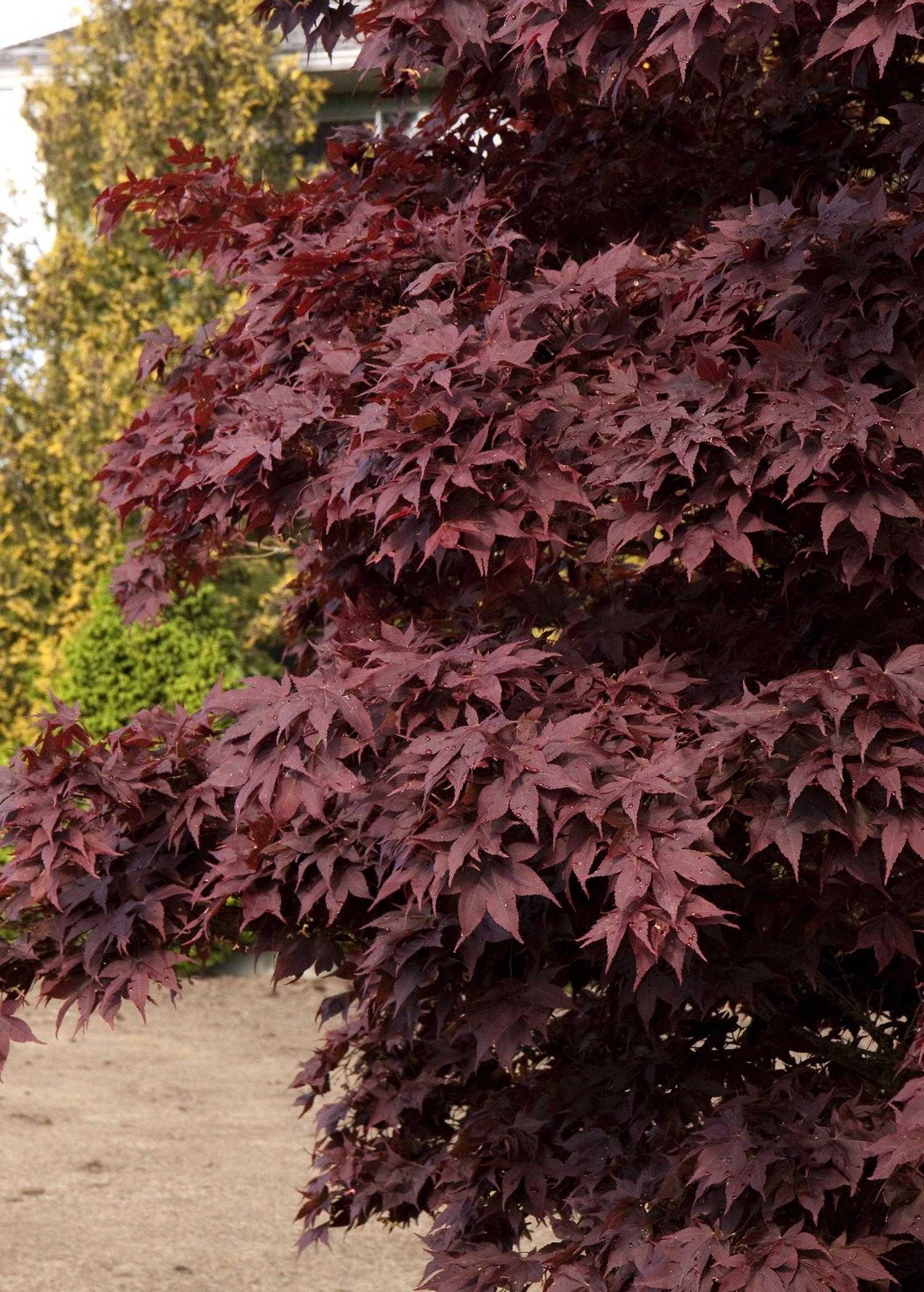 BLOODGOOD JAPANESE MAPLE TREE 7gal