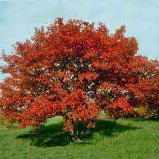 AMUR FLAME MAPLE TREE 10gal
