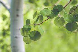 QUAKING ASPEN TREE CLUMP 25gal