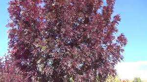 RAYWOOD ASH TREE 15gal