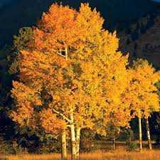 QUAKING ASPEN TREE CLUMP 25gal