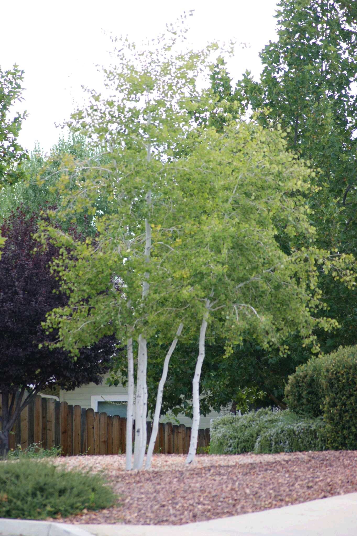 QUAKING ASPEN TREE CLUMP 25gal