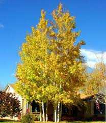 QUAKING ASPEN TREE CLUMP 10gal