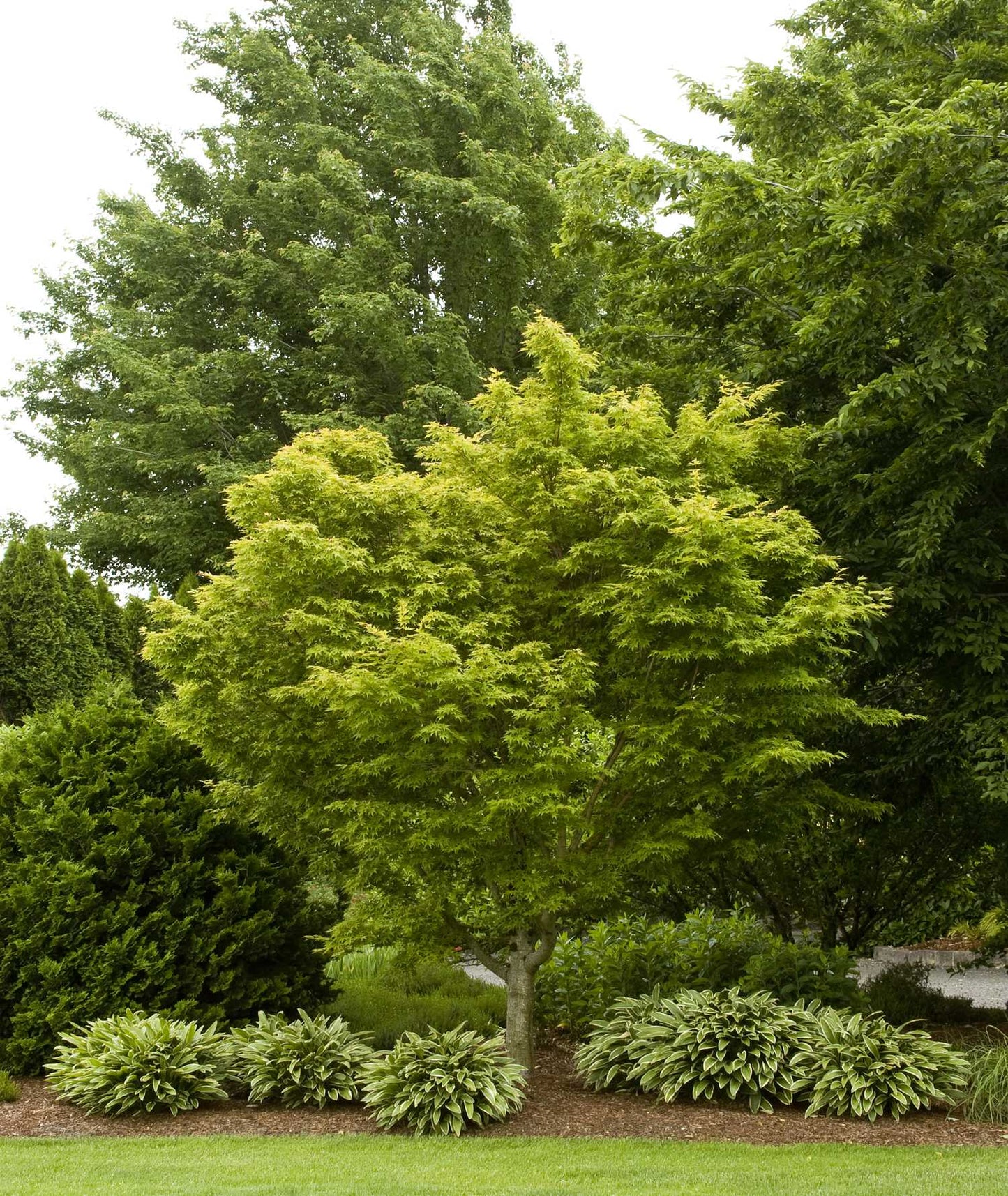 CORAL BARK JAPANESE MAPLE TREE 5gal