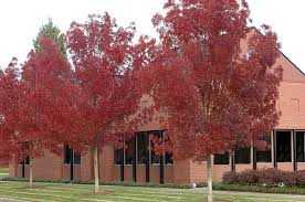 RAYWOOD ASH TREE 15gal