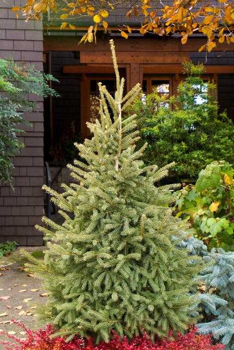 BLACK HILLS SPRUCE TREE 10gal