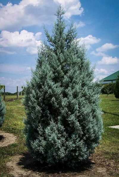 ARIZONA CYPRESS TREE 15gal