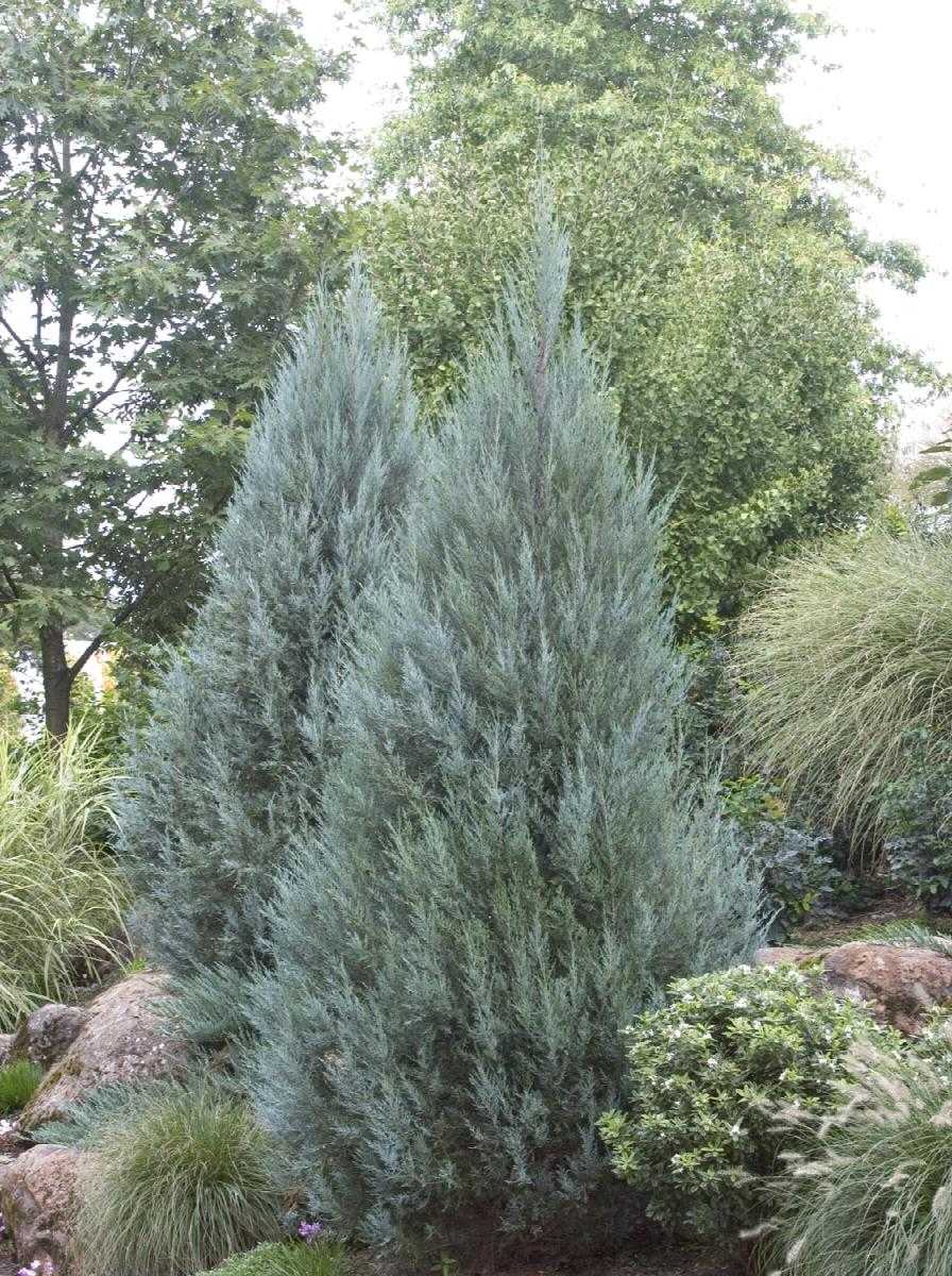 MOONGLOW JUNIPER TREE 5-6ft