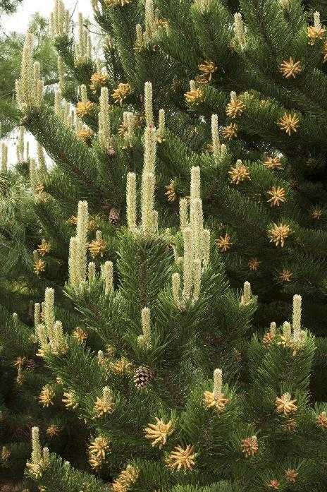 OREGON GREEN PINE TREE 10gal