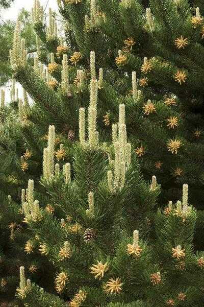 OREGON GREEN PINE TREE 7gal