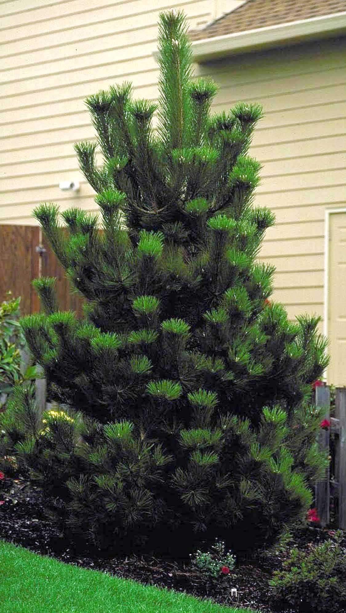 AUSTRIAN PINE 20gal