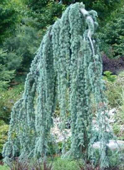 WEEPING ATLAS CEDAR TREE 7gal
