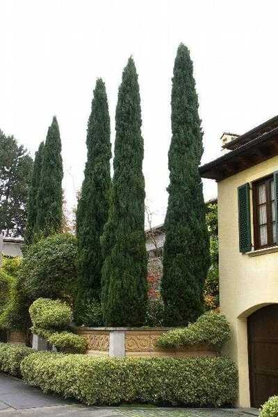 ITALIAN CYPRESS TREE 5gal