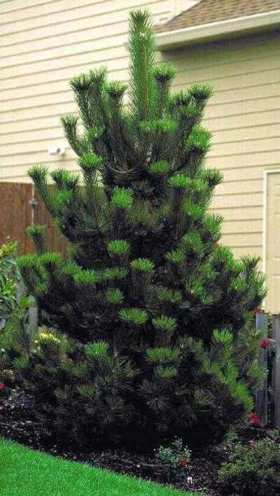 AUSTRIAN PINE TREE 5gal