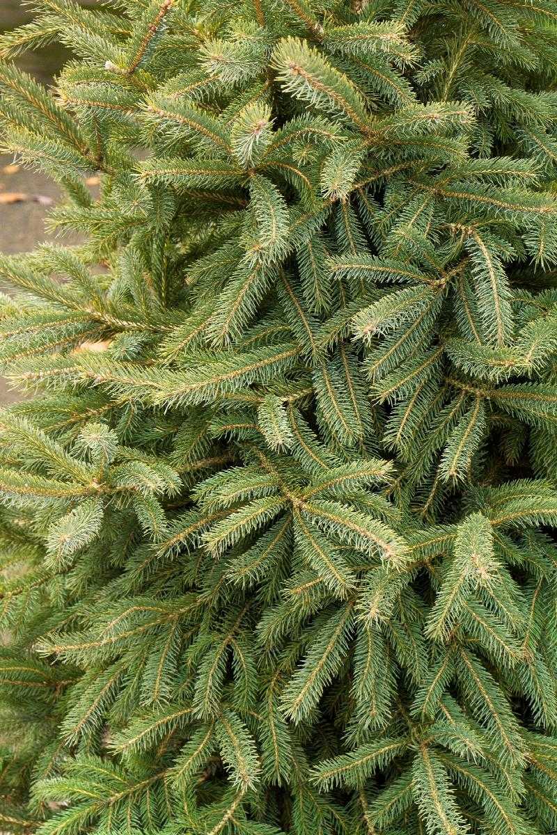BLACK HILLS SPRUCE TREE 5gal