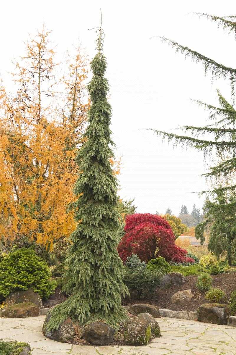WEEPING WHITE SPRUCE 5gal