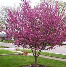 PERFECT PURPLE CRABAPPLE TREE 10gal
