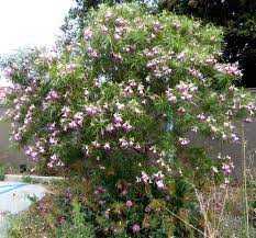 DESERT WILLOW 15gal