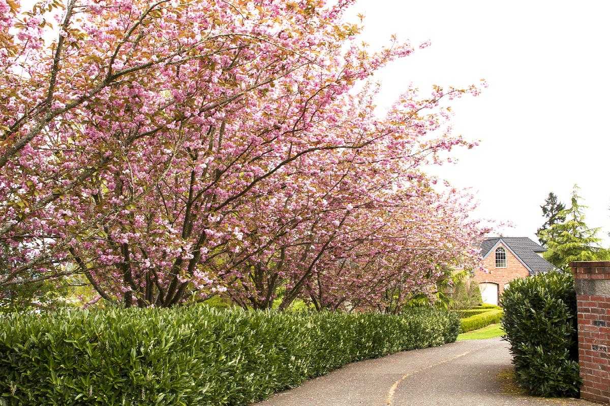 KWANZAN FLOWERING CHERRY TREE 5gal