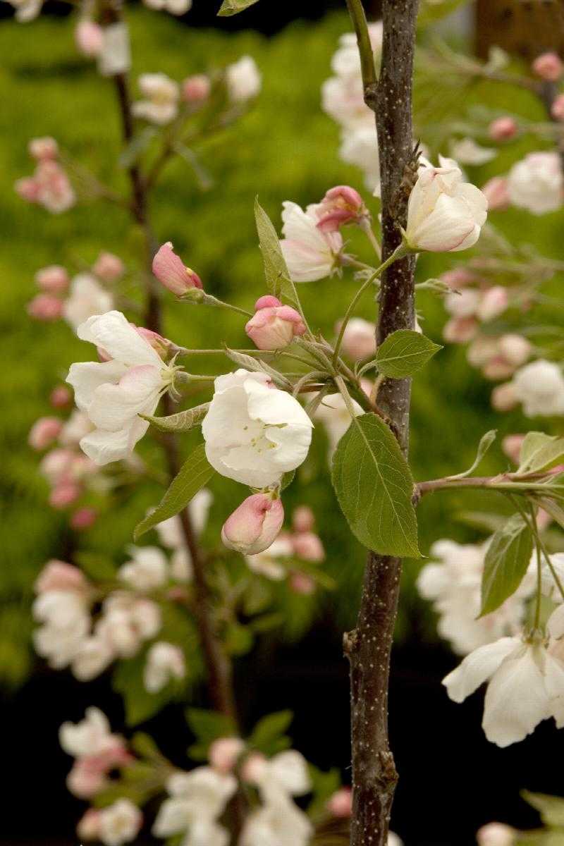 TINA SARGENT CRABAPPLE TREE 5gal
