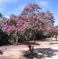 RIO SALADO DESERT WILLOW 15gal