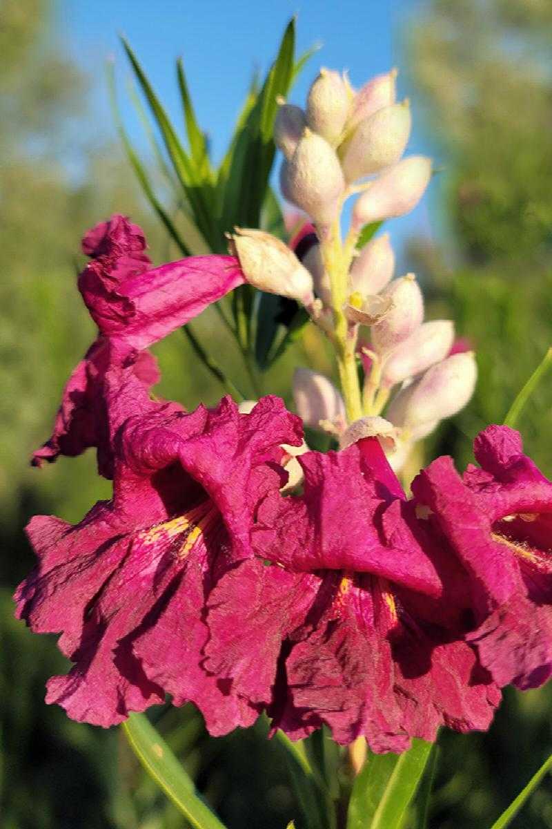 SWEET BUDDA DESERT WILLOW 5gal