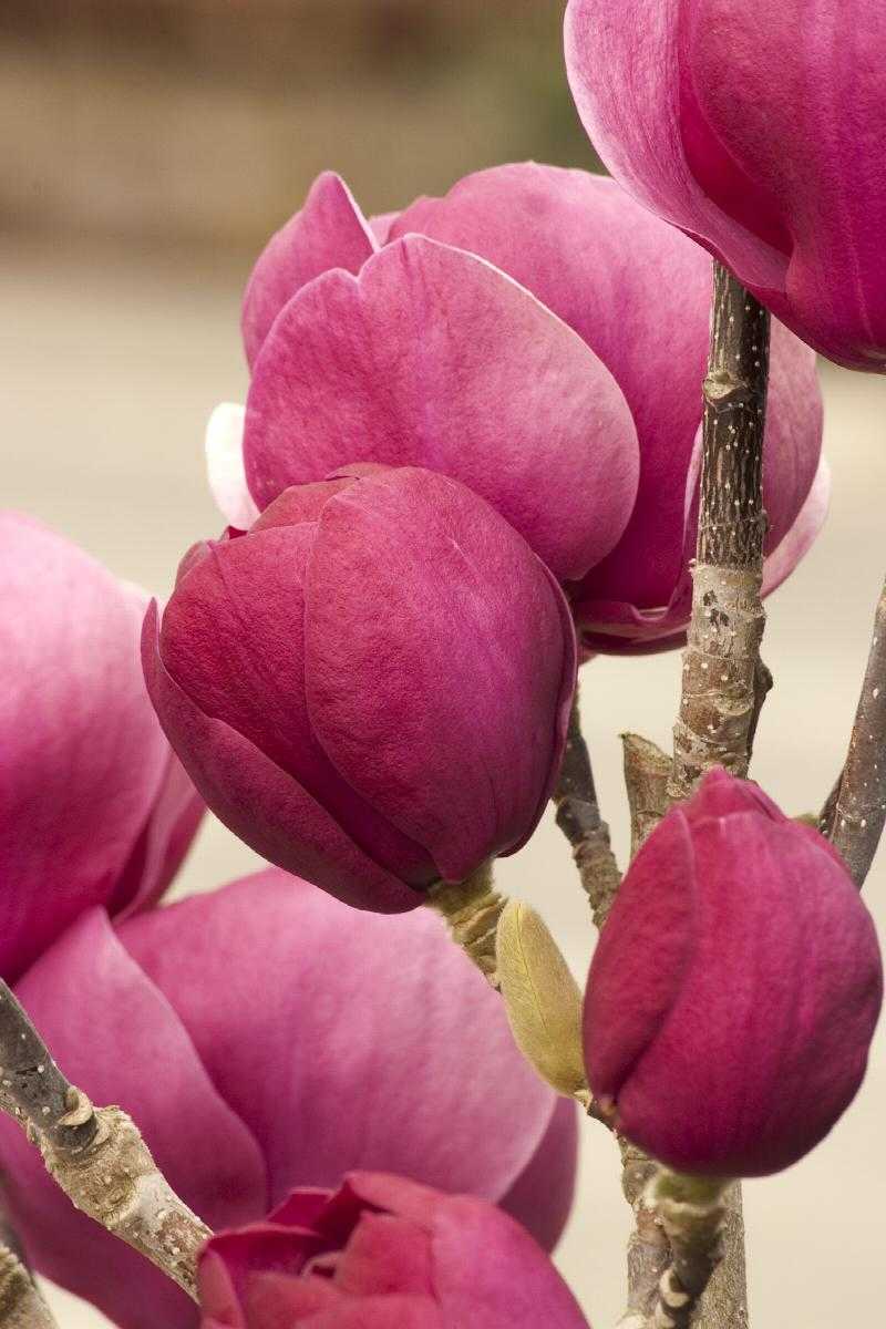 BLACK TULIP MAGNOLIA 5gal