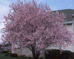 THUNDERCLOUD PLUM TREE 5gal