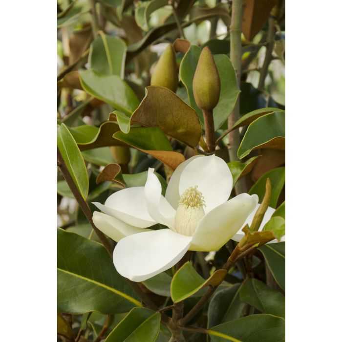 BRACKENS BEAUTY SOUTHERN MAGNOLIA 7gal