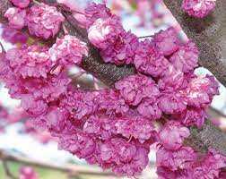 PINK POM POM REDBUD TREE 10gal