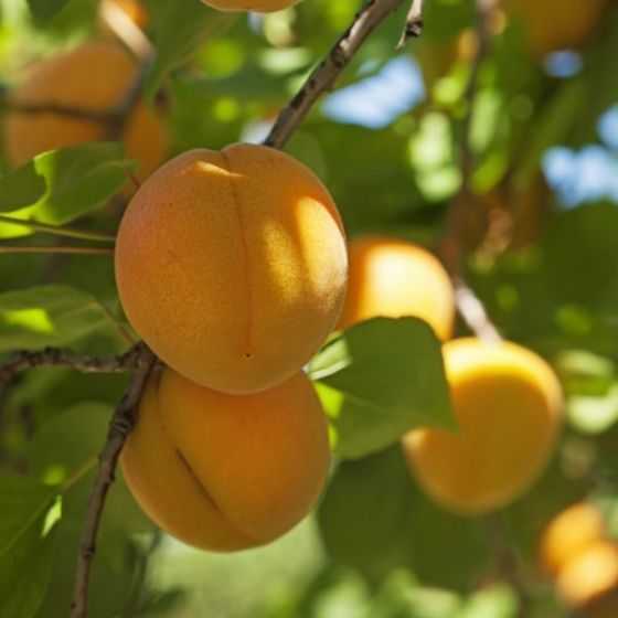 MORMON CHINESE APRICOT TREE 7gal