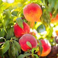 ELBERTA PEACH TREE 10gal