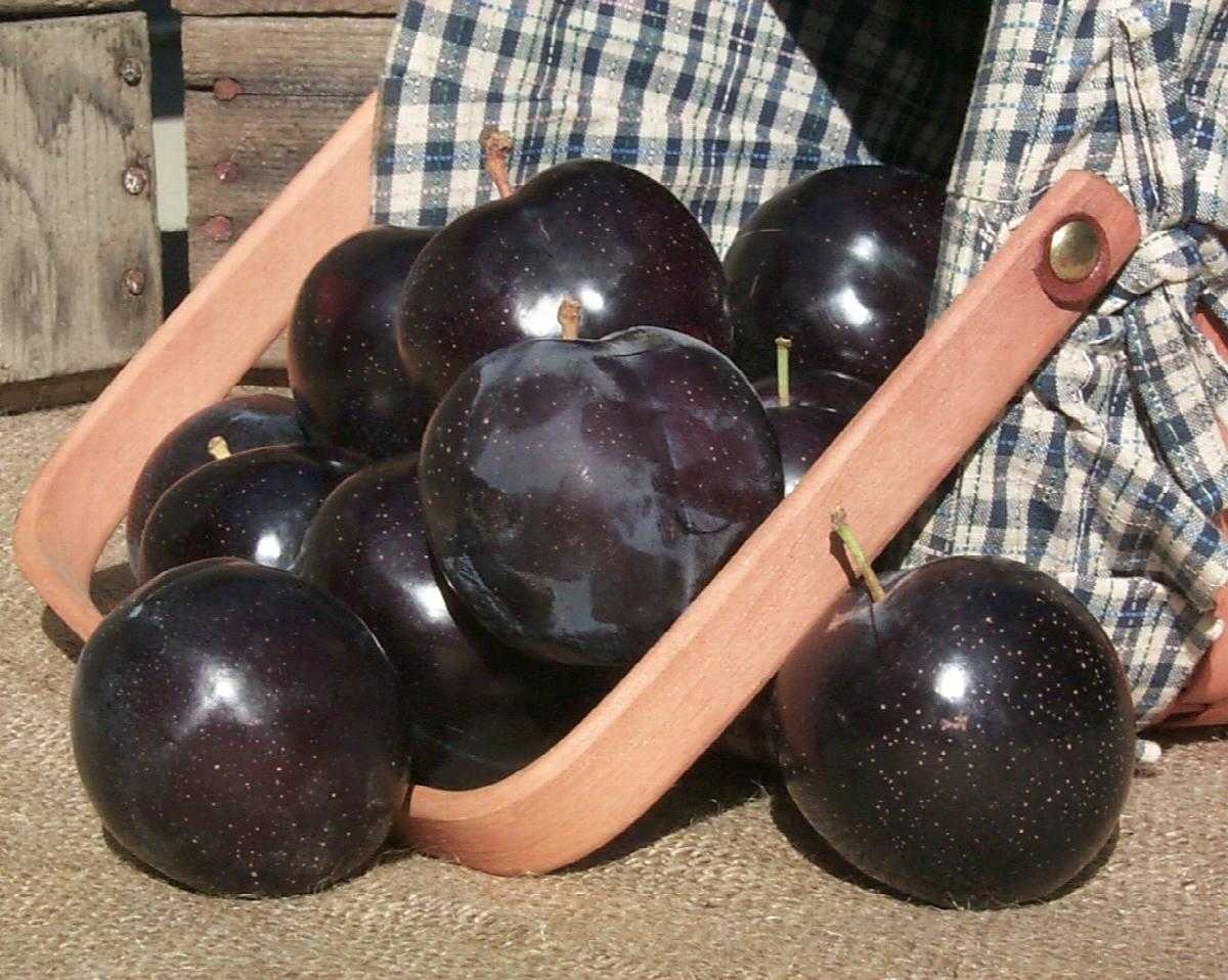 BURGUNDY PLUM TREE 10gal