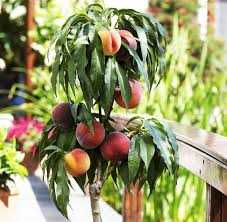 BONANZA PEACH TREE DWARF 15gal