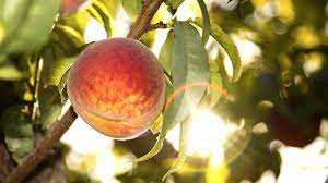 ELBERTA PEACH TREE 7gal