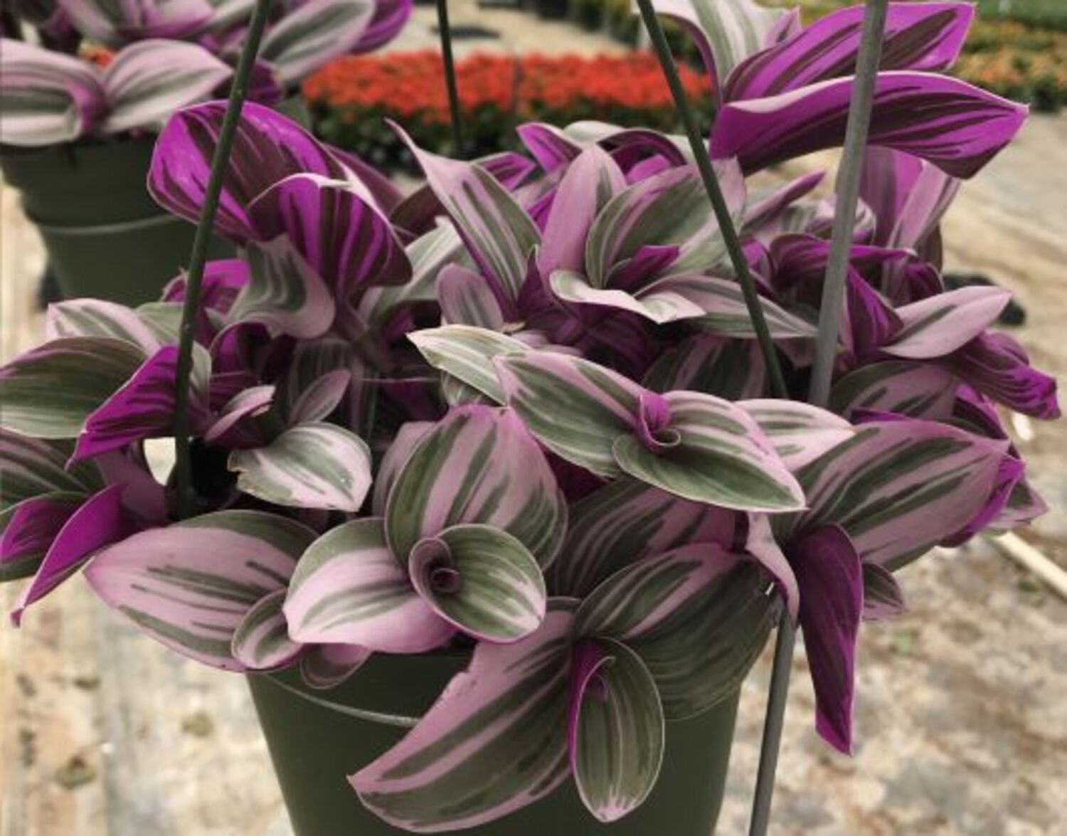 Tradescantia 6 Lettres