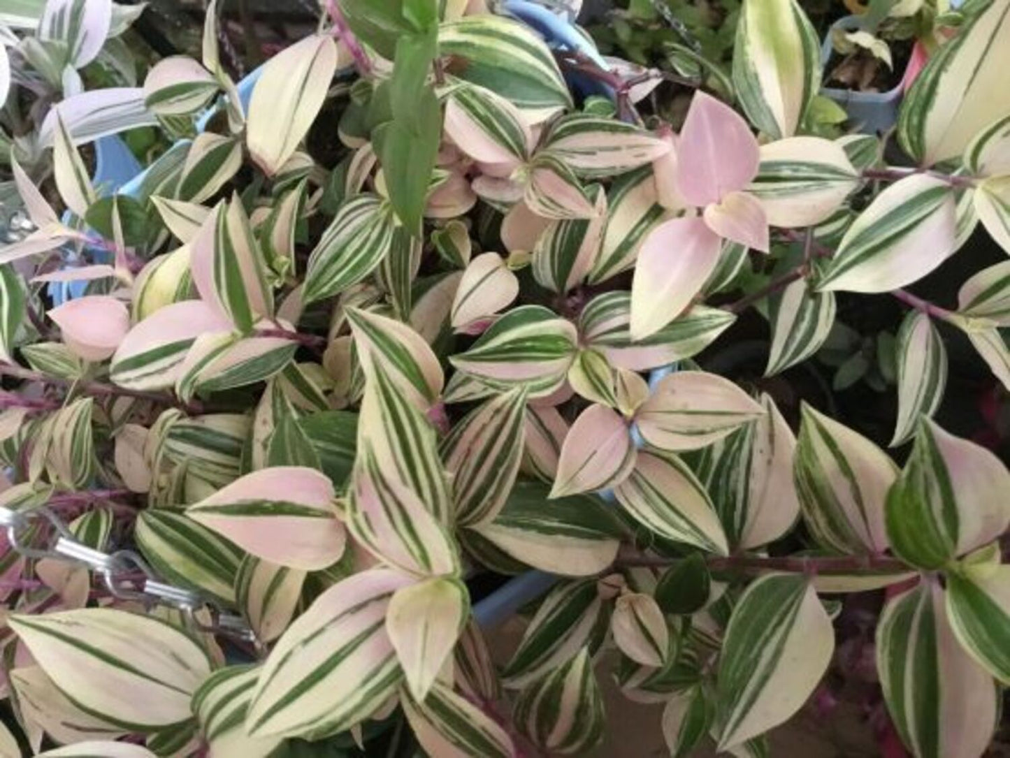 RAINBOW TRADESCANTIA 6in
