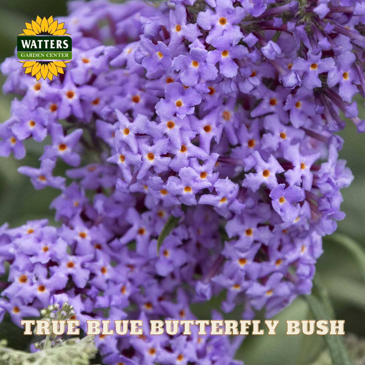 Purple butterfly bush with visible Watters Garden Center logo