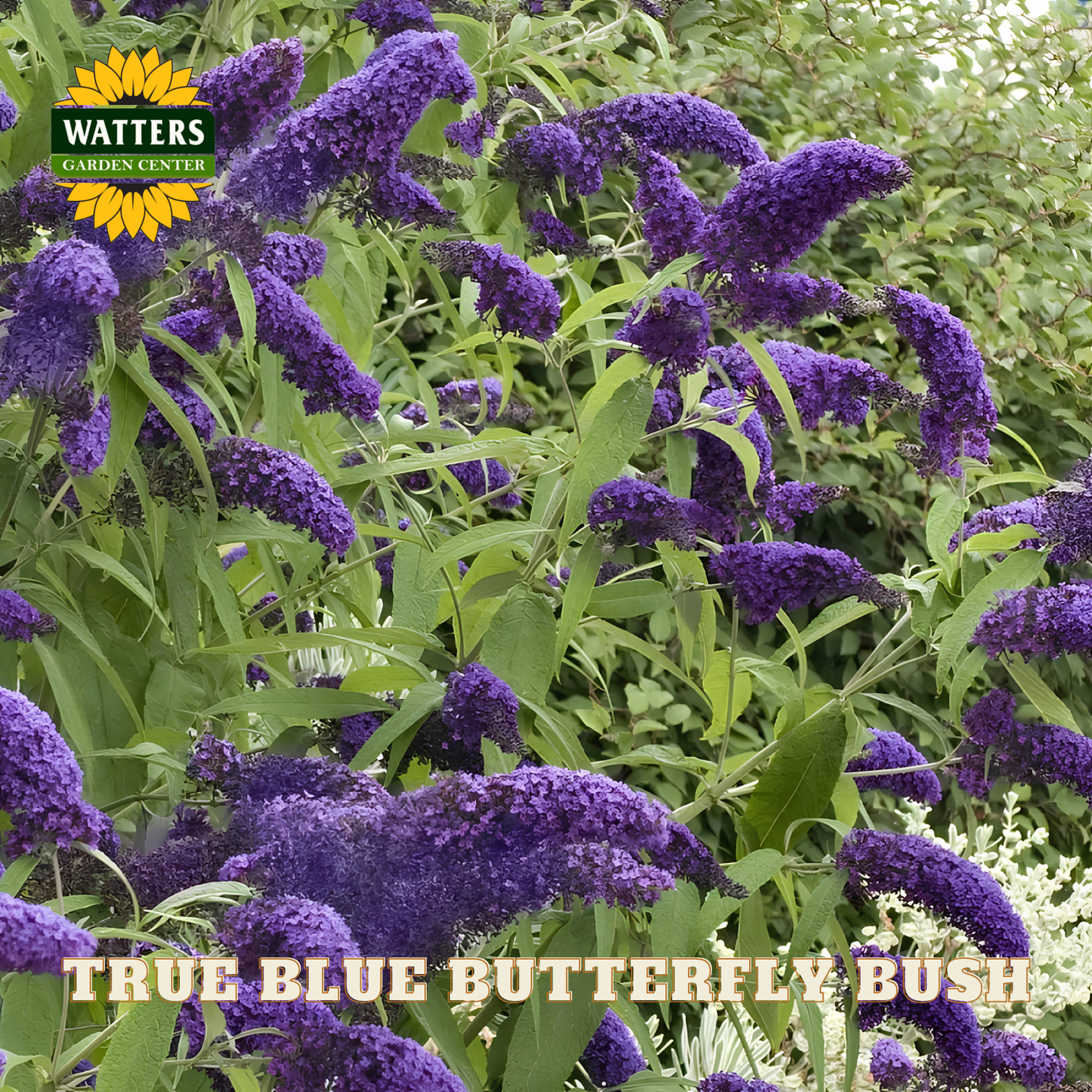 Purple butterfly bush with green leaves and Watters Garden Center logo.