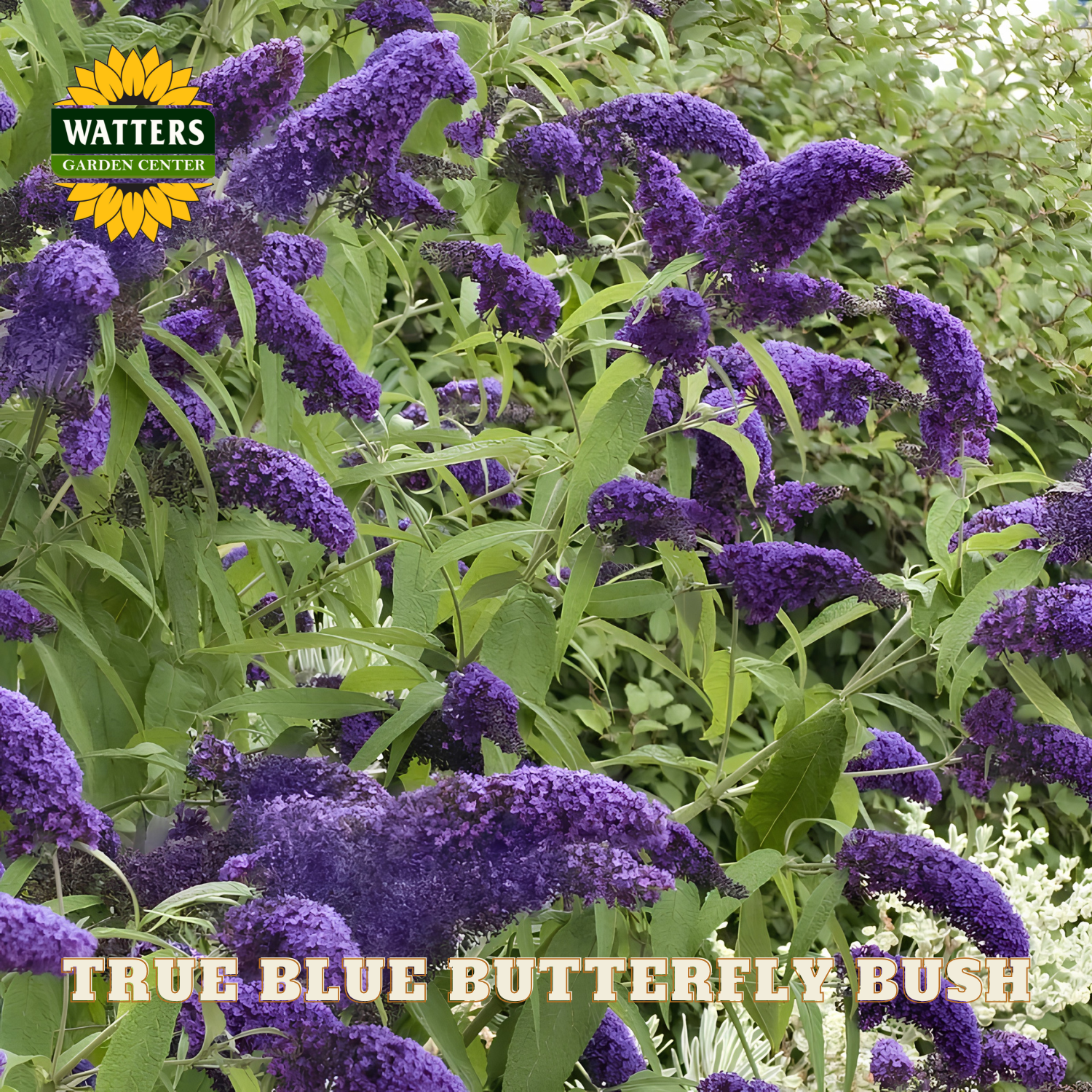 Purple butterfly bush with green leaves and Watters Garden Center logo.