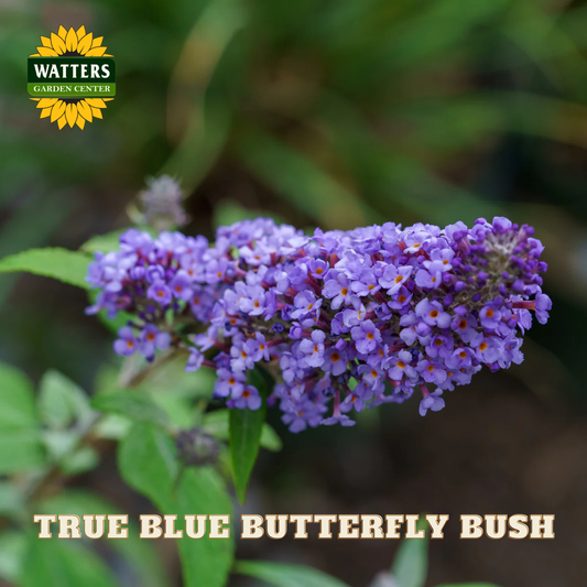 Purple butterfly bush with green leaves and Watters Garden Center logo.
