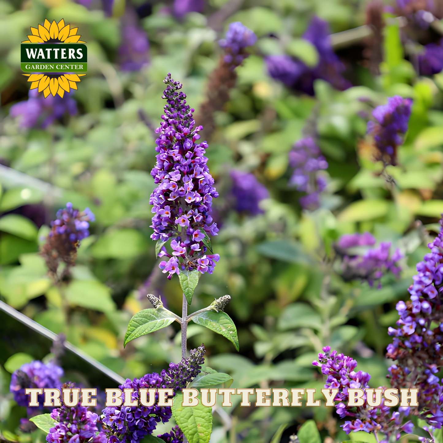 Purple butterfly bush with Watters Garden Center logo in the corner