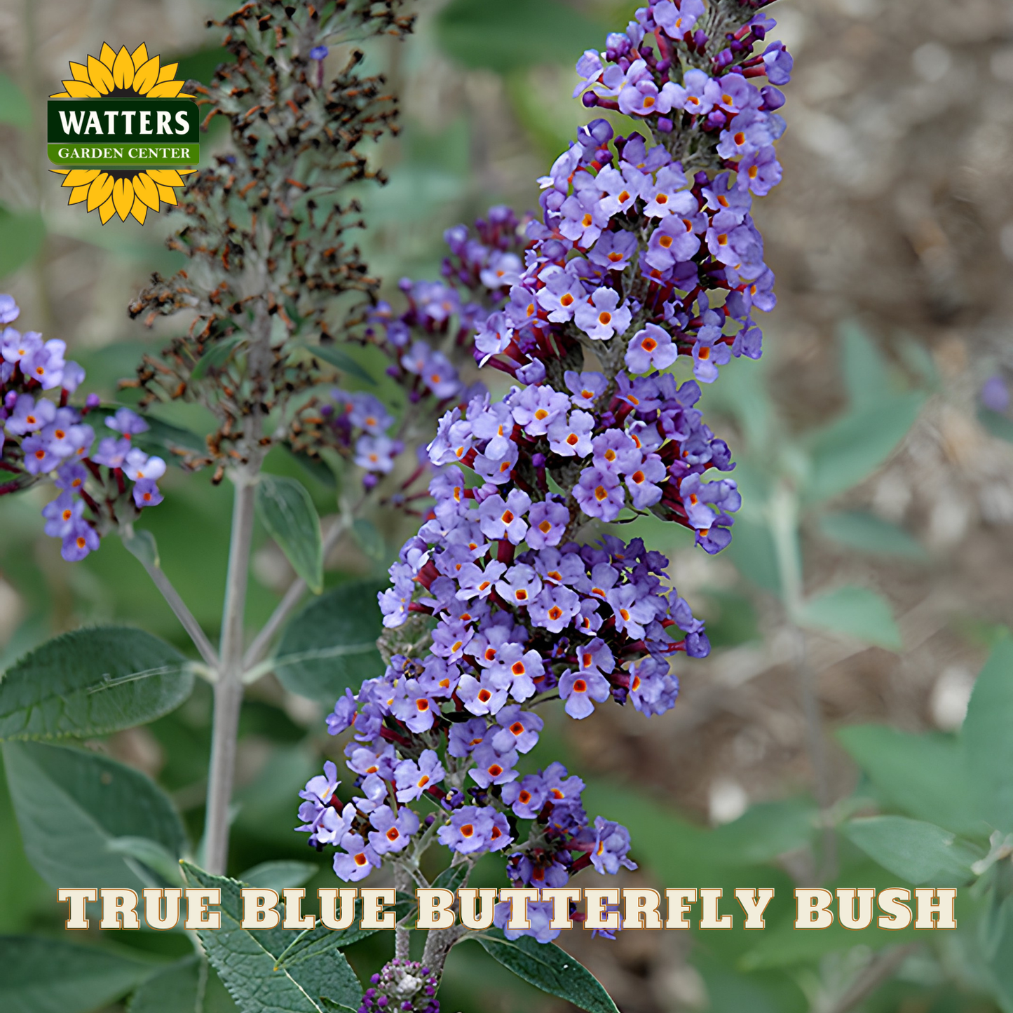 True Blue Butterfly Bush with Watters Garden Center logo