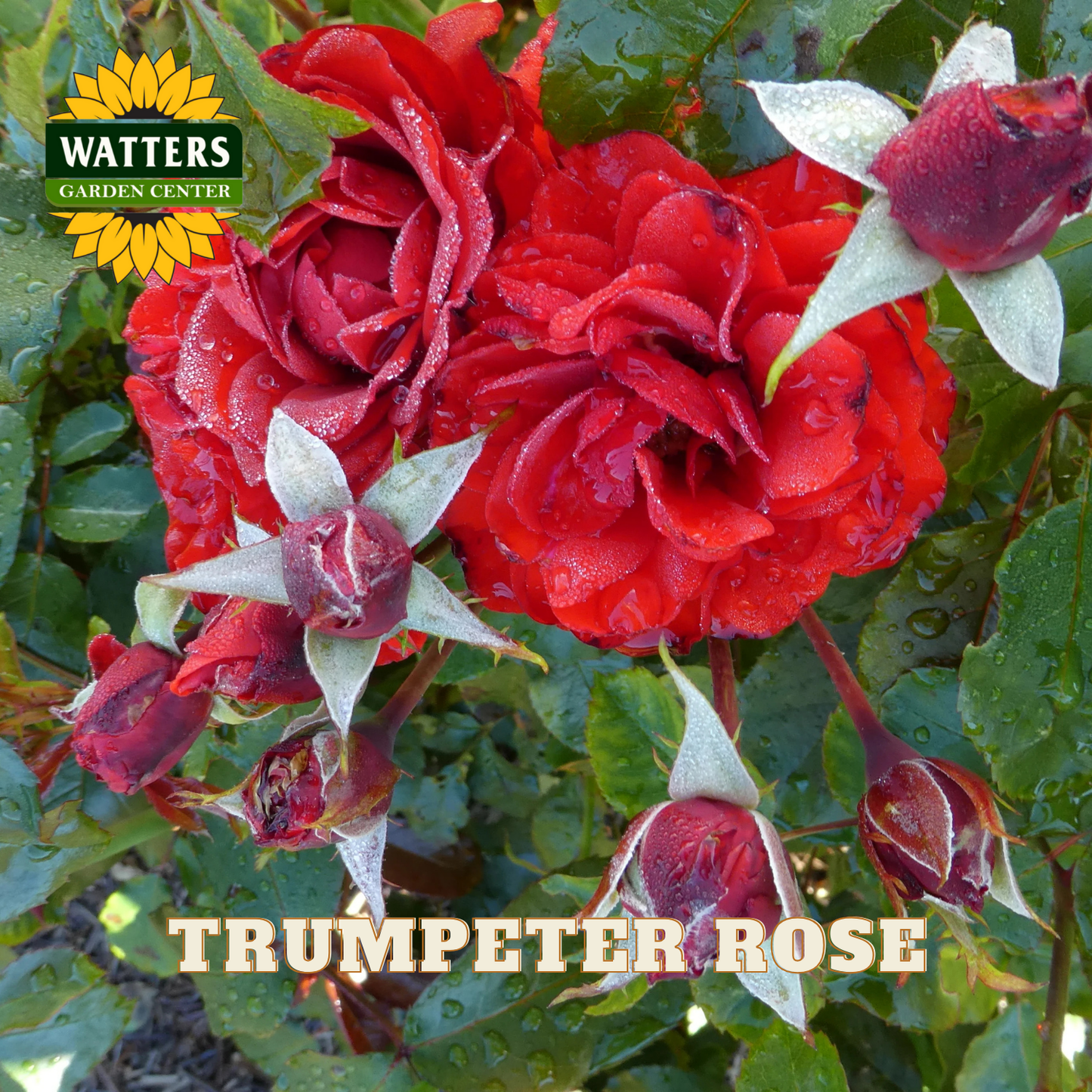 Red roses with green leaves and buds, labeled 'Trumpeter Rose' with Watters Garden Center logo.