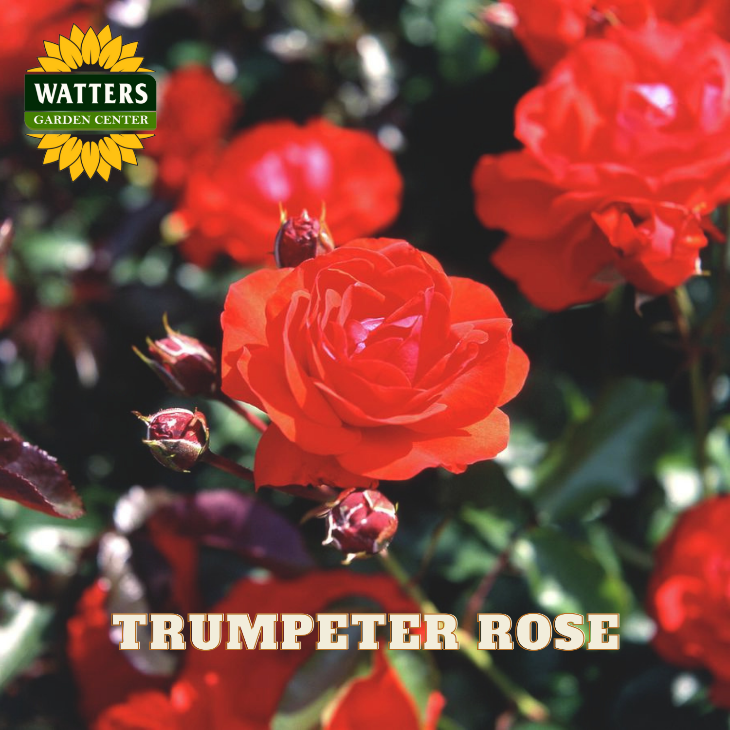 Red rose with 'Watters Garden Center' logo and 'Trumpeter Rose' text.