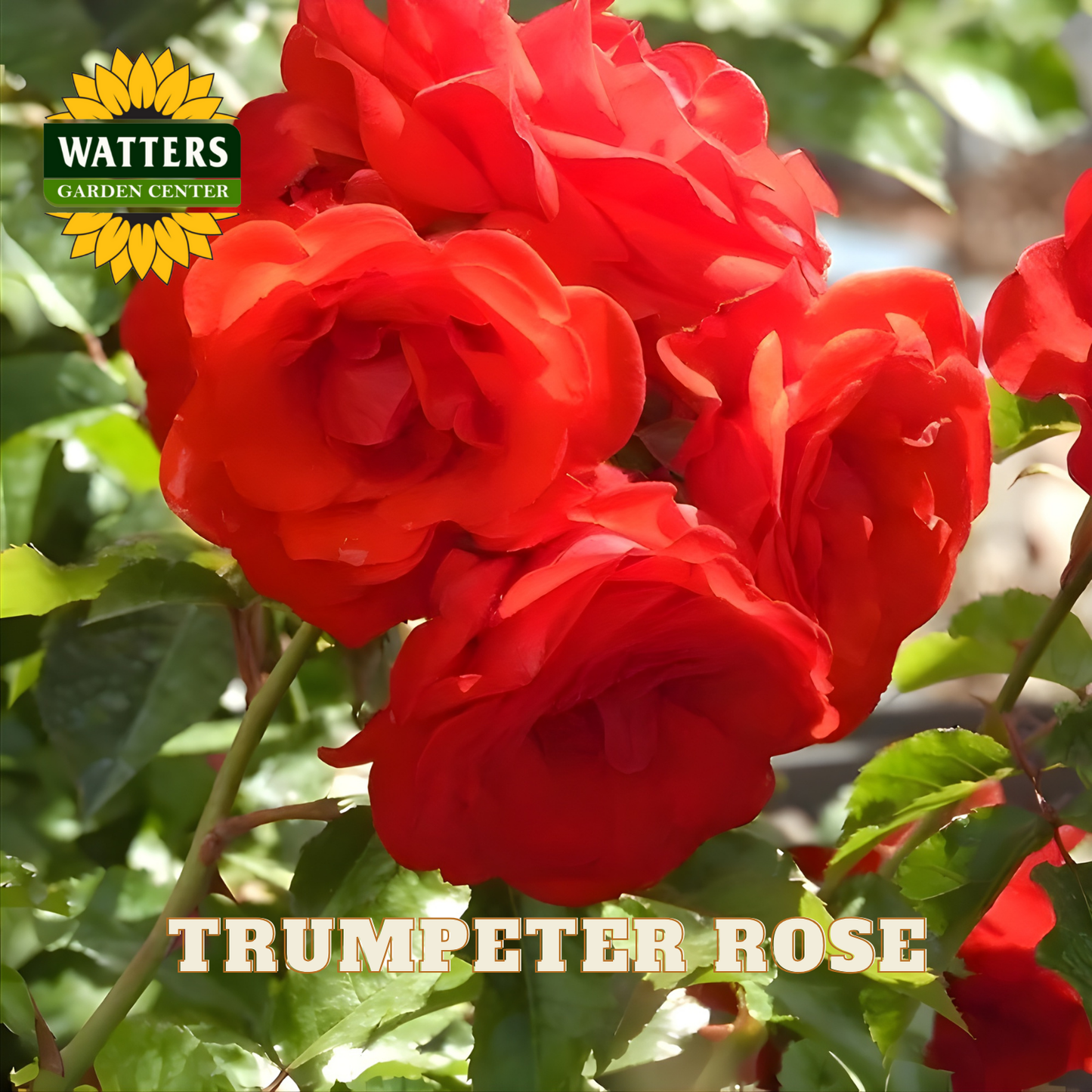 Bouquet of red trumpet roses with Watters Garden Center logo.