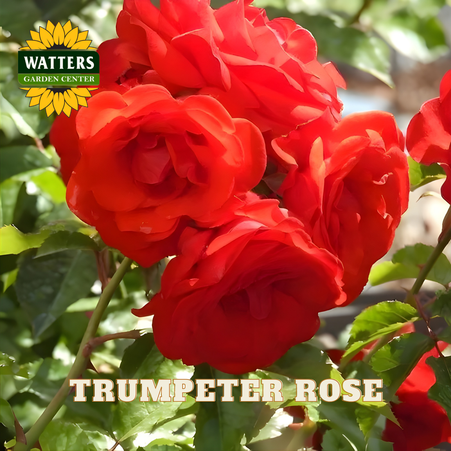 Bouquet of red trumpet roses with Watters Garden Center logo.