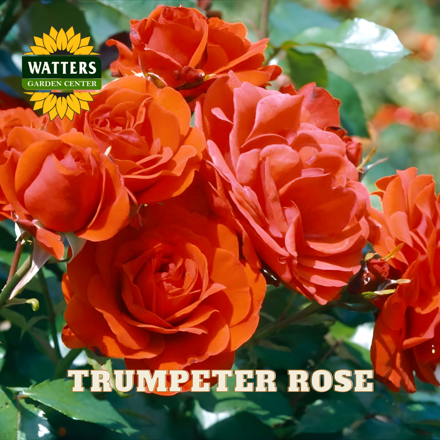 Bouquet of orange trumpet roses with Watters Garden Center logo.