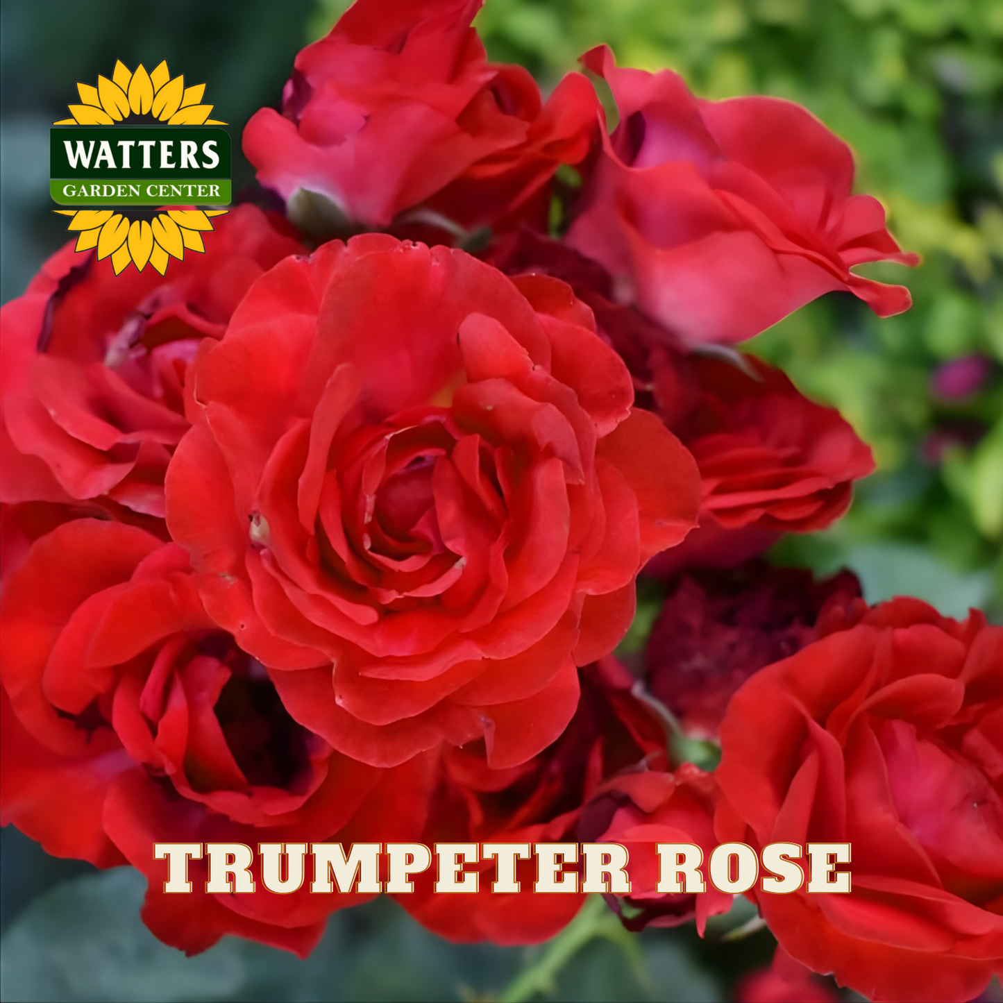 Bouquet of red roses with Watters Garden Center logo and 'Trumpeter Rose' text.
