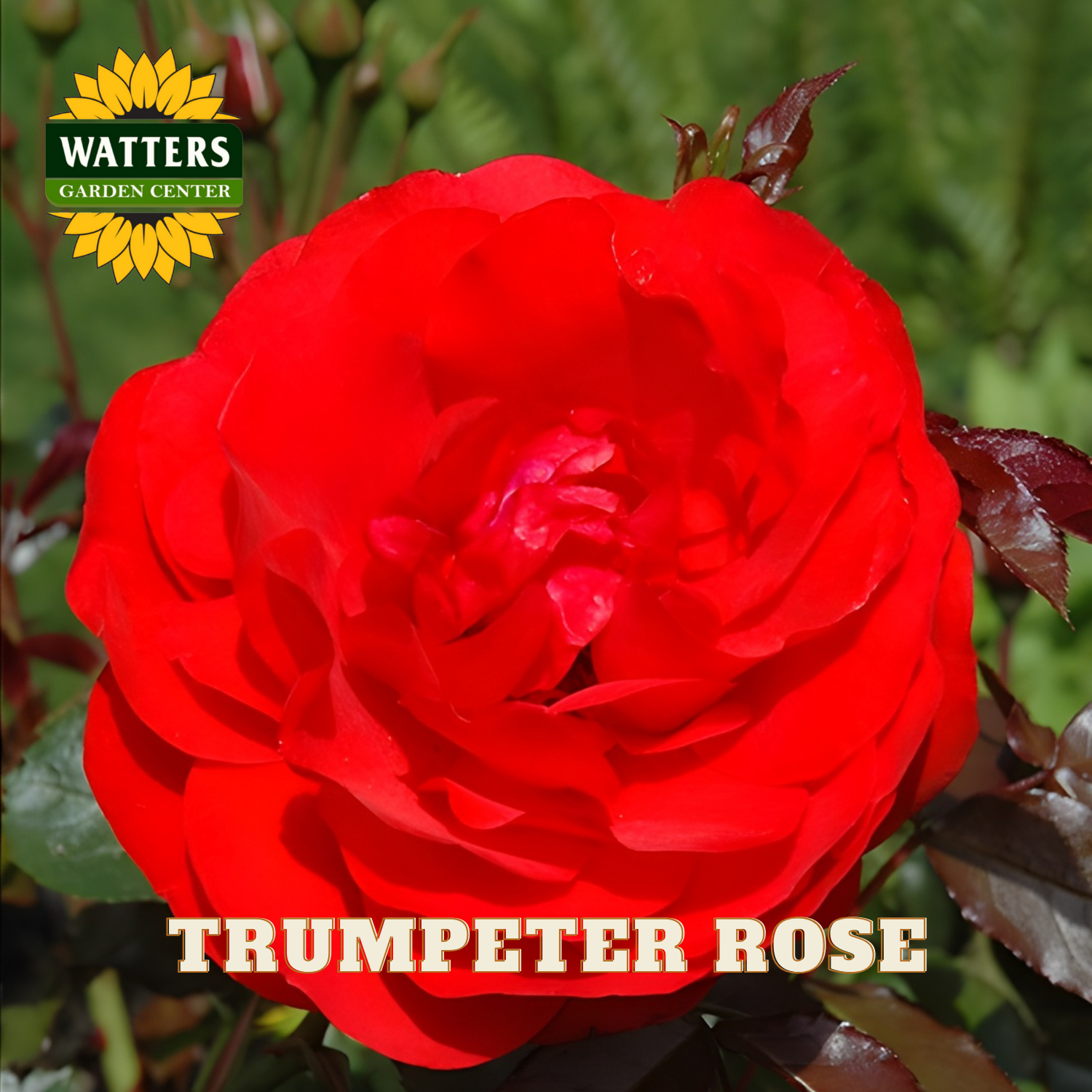 Red rose with 'Watters Garden Center' logo and 'Trumpeter Rose' text.